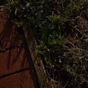 Meet your Posher, Monica